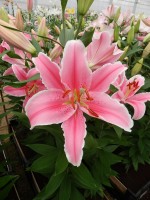 [4205 Marlon EVR No02.JPG]